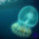 Jellyfish in Italy 2025