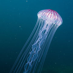 mauve-stinger-jellyfish