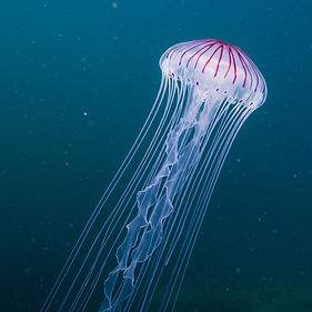 mauve-stinger-jellyfish