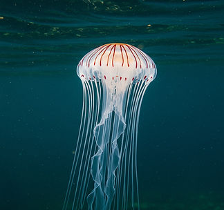 moon-jellyfish
