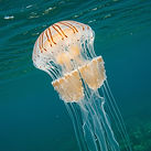 barrel-jellyfish3