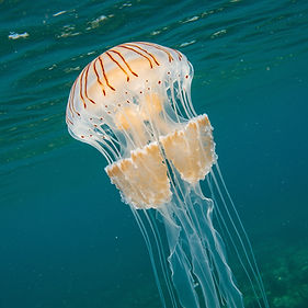 barrel-jellyfish