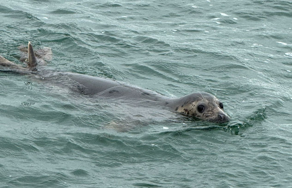 Artikel: Zeehonden