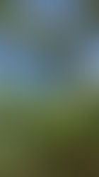 ゴキブリ退治の心理療法？