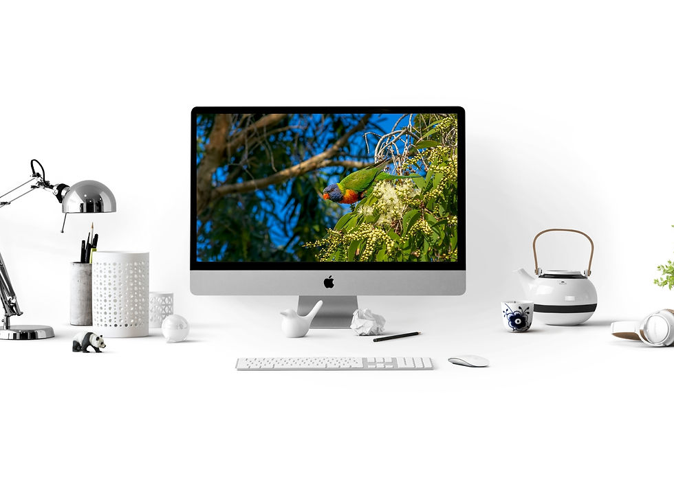 High Resolution Desktop Wallpaper - Australian Birds Pack #2