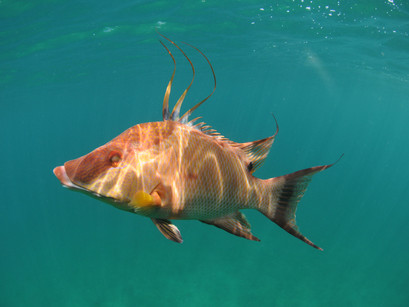 Creature Feature: Hogfish