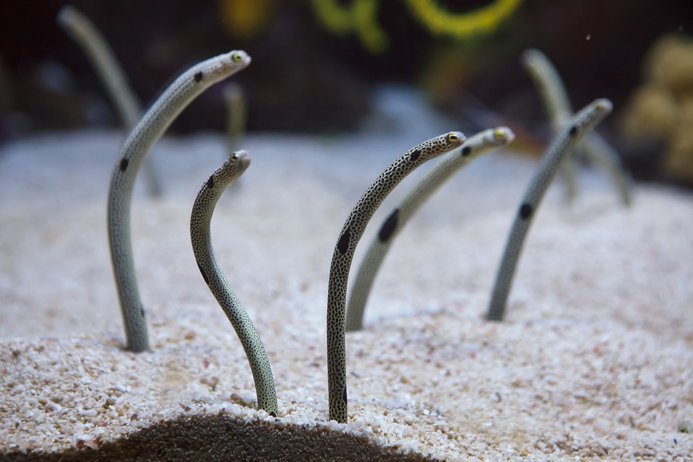 Photo of spotted garden eels