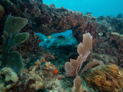 The Role of Coral Reefs