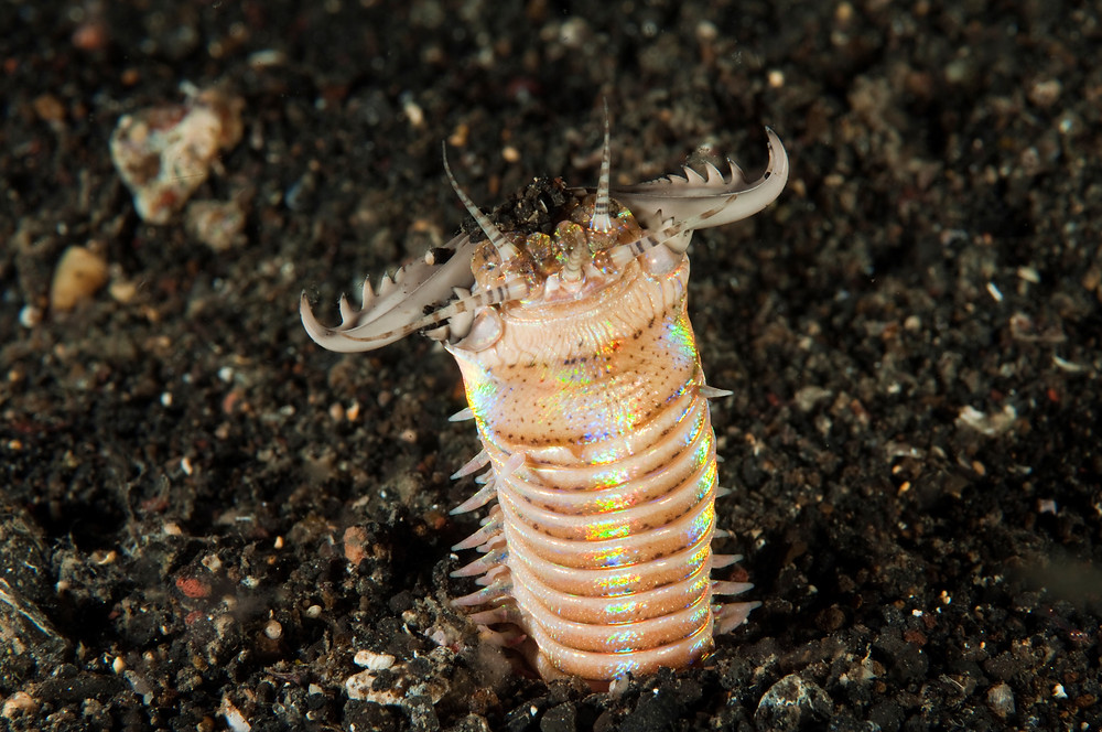 Photo of a bobbit worm