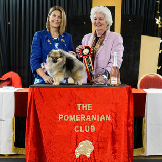 Best In Show Pomeranian Puppy 2 - Contest Of Winers 2022.jpg