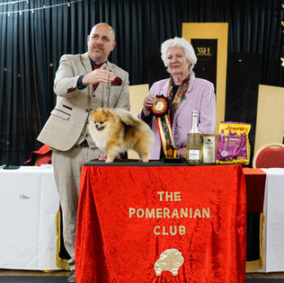 Best Uk Show Pomeranians