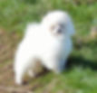 Darcy