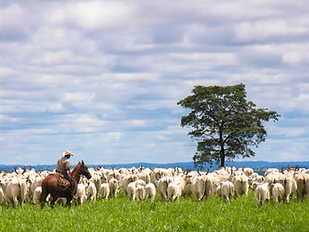 iStock-530560659.jpg