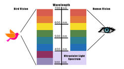 Wavelength v3