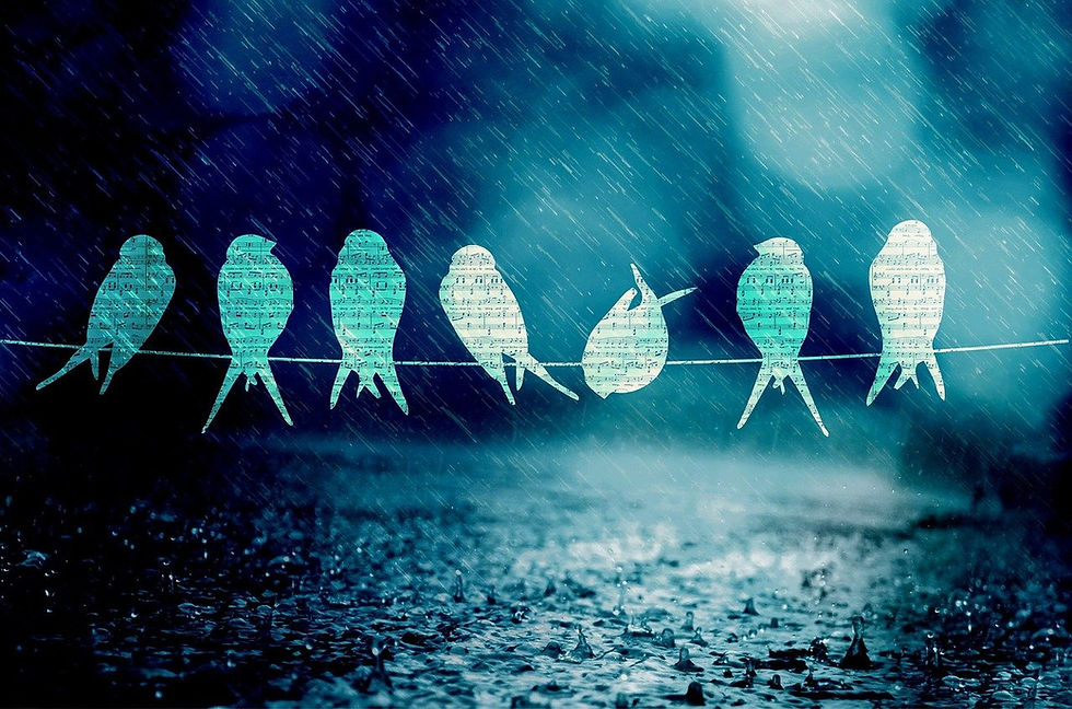 birds-800671_1280.jpg