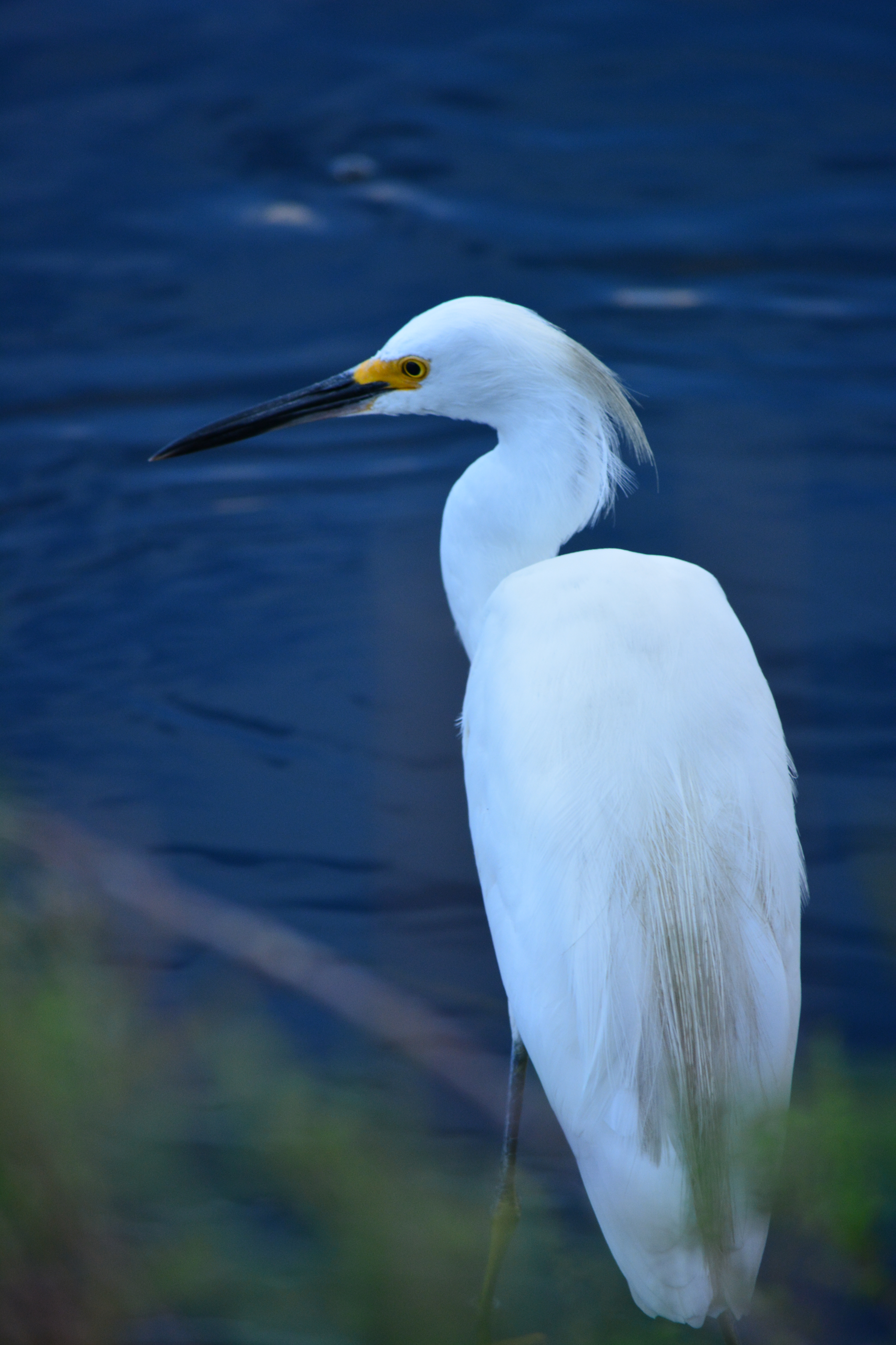 LaChua's Egret