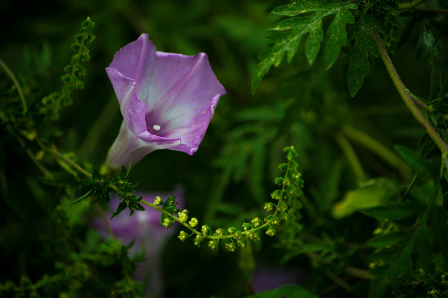 purple prairie bloom