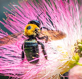 Eastern Carpenter Bee enjoying the Mimosa in my backyard.jpeg