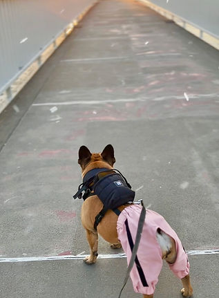 avantgarde dog backpack-harness, tactical french bulldog pack with harness