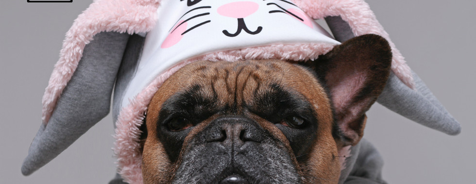 French bulldog hoodie with bunny ears and pants/ Francia bulldog kapucnis pulóver nyuszifülekkel és hozzá tartozó nadrággal