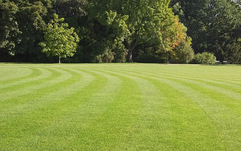 lawn2.webp