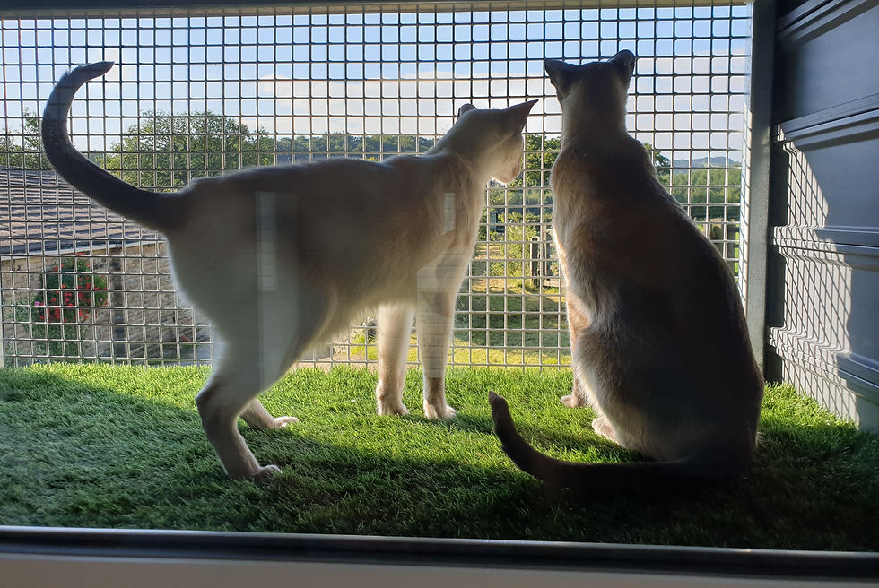 Watching the wildlife