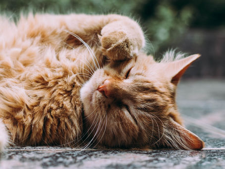 Is your cat sensuously satisfied?