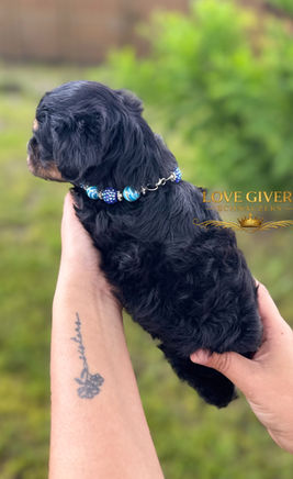 Black and red miniature schnauzer puppy