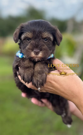 Liver pepper miniature schnauzer puppy