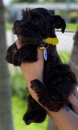 liver miniature schnauzer; liver mini schnauzer; mini schnauzer breeder; mini schnauzer for sale; miniature schnauzer breeder; miniature schnauzer for sale; miniature schnauzer breeder in Florida; miniature schnauzer puppy for sale in Florida; miniature schnauzers in Florida, akc miniature schnauzers for sale in Florida. AKC miniature schnauzers for sale in U.S.A, Love Givers Schnauzers, Love Givers Miniature Schnauzers, Love Givers Giant Schnauzers. Akc giant schnauzers. Akc miniature schnauzers. AKC miniature schnauzer breeder. AKC giant schnauzer breeder. 