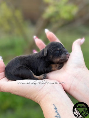 Liver and red female mini schnauzer
