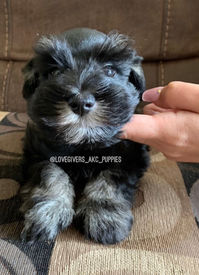 black and silver miniature schnauzer; black and silver mini schnauzer; mini schnauzer breeder; mini schnauzer for sale; miniature schnauzer breeder; miniature schnauzer for sale; miniature schnauzer breeder in Florida; miniature schnauzer puppy for sale in Florida; miniature schnauzers in Florida, akc miniature schnauzers for sale in Florida. AKC miniature schnauzers for sale in U.S.A, Love Givers Schnauzers, Love Givers Miniature Schnauzers, Love Givers Giant Schnauzers. Akc giant schnauzers. Akc miniature schnauzers. AKC miniature schnauzer breeder. AKC giant schnauzer breeder. megacoat black and silver miniature schnauzer puppy. mega coat black and silver miniature schnauzer. 