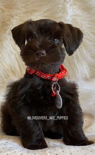 liver miniature schnauzer; liver mini schnauzer; mini schnauzer breeder; mini schnauzer for sale; miniature schnauzer breeder; miniature schnauzer for sale; miniature schnauzer breeder in Florida; miniature schnauzer puppy for sale in Florida; miniature schnauzers in Florida, akc miniature schnauzers for sale in Florida. AKC miniature schnauzers for sale in U.S.A, Love Givers Schnauzers, Love Givers Miniature Schnauzers, Love Givers Giant Schnauzers. Akc giant schnauzers. Akc miniature schnauzers. AKC miniature schnauzer breeder. AKC giant schnauzer breeder. megacoat liver miniature schnauzer puppy. mega coat liver miniature schnauzer.