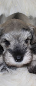 salt and pepper miniature schnauzer; salt and pepper mini schnauzer; mini schnauzer breeder; mini schnauzer for sale; miniature schnauzer breeder; miniature schnauzer for sale; miniature schnauzer breeder in Florida; miniature schnauzer puppy for sale in Florida; miniature schnauzers in Florida, akc miniature schnauzers for sale in Florida. AKC miniature schnauzers for sale in U.S.A