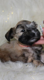 salt and pepper miniature schnauzer; salt and pepper mini schnauzer; mini schnauzer breeder; mini schnauzer for sale; miniature schnauzer breeder; miniature schnauzer for sale; miniature schnauzer breeder in Florida; miniature schnauzer puppy for sale in Florida; miniature schnauzers in Florida, akc miniature schnauzers for sale in Florida. AKC miniature schnauzers for sale in U.S.A, Love Givers Schnauzers, Love Givers Miniature Schnauzers, Love Givers Giant Schnauzers. Akc giant schnauzers. Akc miniature schnauzers