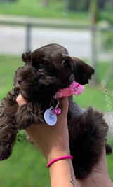 liver miniature schnauzer; liver mini schnauzer; mini schnauzer breeder; mini schnauzer for sale; miniature schnauzer breeder; miniature schnauzer for sale; miniature schnauzer breeder in Florida; miniature schnauzer puppy for sale in Florida; miniature schnauzers in Florida, akc miniature schnauzers for sale in Florida. AKC miniature schnauzers for sale in U.S.A, Love Givers Schnauzers, Love Givers Miniature Schnauzers, Love Givers Giant Schnauzers. Akc giant schnauzers. Akc miniature schnauzers. AKC miniature schnauzer breeder. AKC giant schnauzer breeder. 