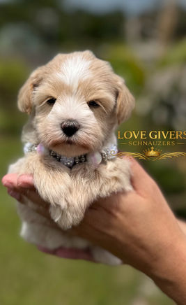 Female wheaten miniature schnauzer puppy