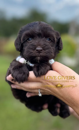 Liver (chocolate) female miniature schnauzer puppy