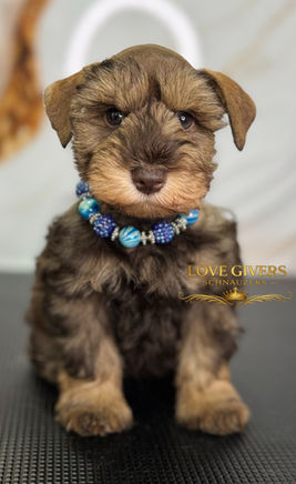 liver pepper mini schnauzer puppy
