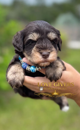 Liver and tan miniature schnauzer male puppy