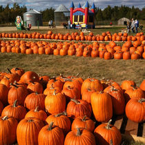Pumpkins.jpeg