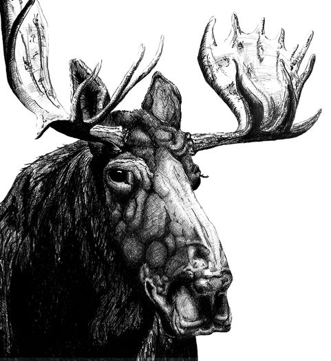 Edvard Munch feldhase schrei wild frei zeichnung illustration artist art kunst Zeichnung malerei tanja deschner Albrecht Dürer genau exakt Nürnberg must have liten lycka Wildtier wald frei nordic noir art lovers, art ny moderat trendingart musthaveseen musthaveart painting of the day fineart drawingart Designinspiration creative design Artdesign artdecor galleryvibes stag beetle, dead tot live death new beginning dream cometrue nordicnoir bouquet flowers. stag love moose female power lesbian fight trust always midsummer dance midsommar norge sweden film nordicnoir elch moose