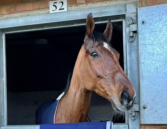 Racehorse Open Week