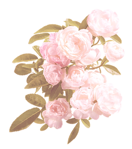 Pink%252520Peonies_edited_edited_edited.