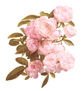 Pink%2520Peonies_edited_edited.png