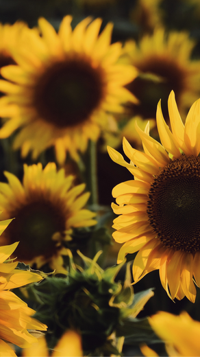 Clean Up Radioactive Waste with Sunflowers