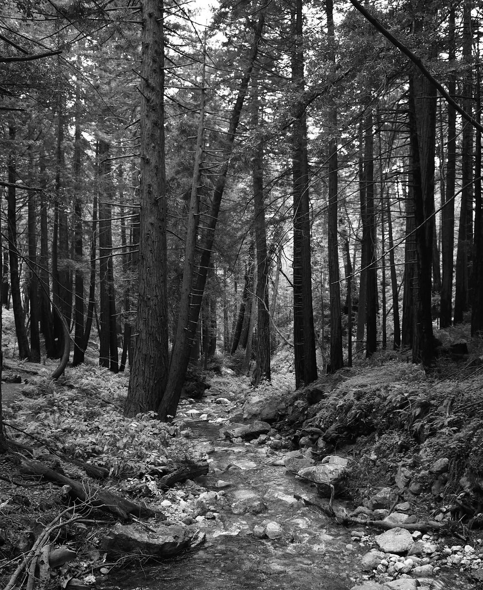 trees stream bw shutterstock_1832808712.jpg
