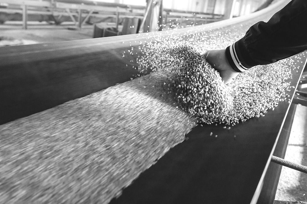 grain%20hand%20shutterstock_535439188_edited.jpg