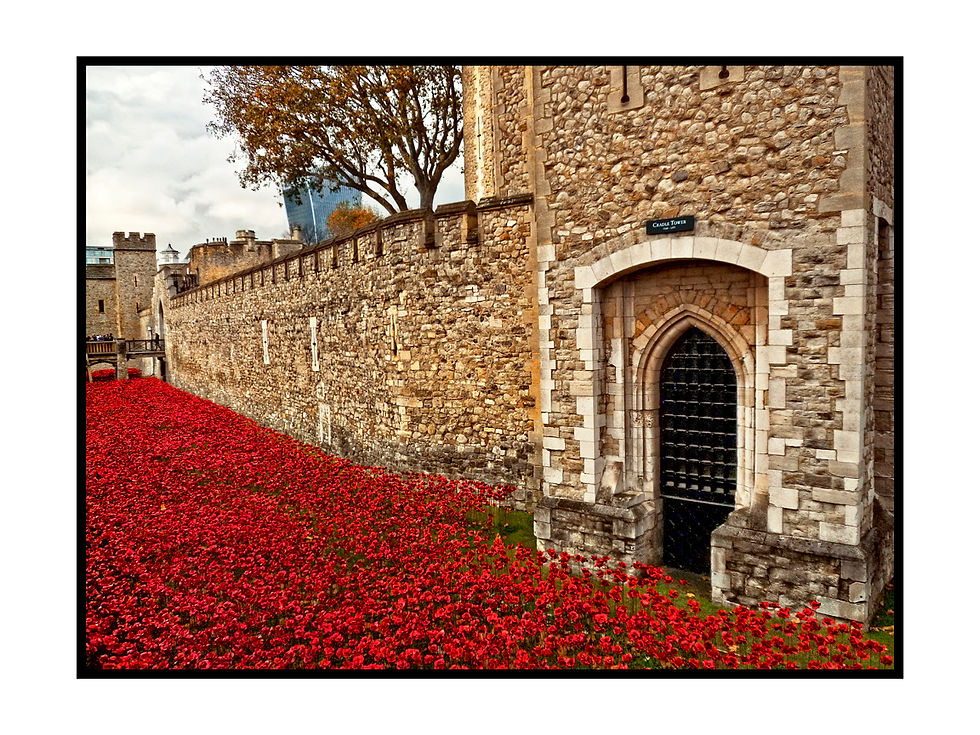 Tower Of London Poppies