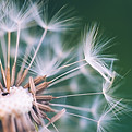 dandelion-7529879_1920.jpg